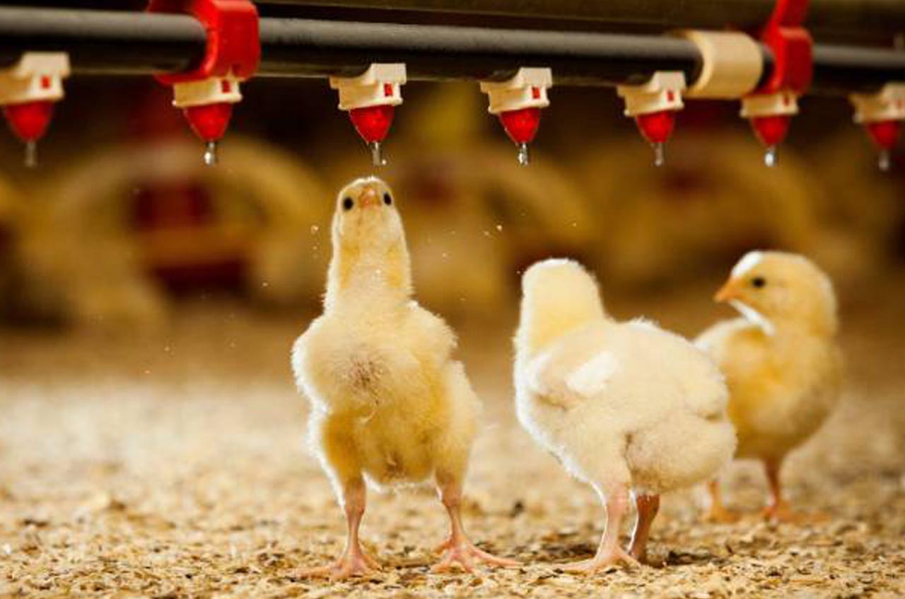 Value investing methodology in the poultry industry and managing a post-crisis economy